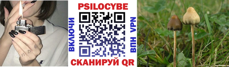 купить наркотик  Петровск-Забайкальский  Галлюциногенные грибы Cubensis 